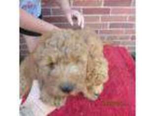 Goldendoodle Puppy for sale in Concordia, KS, USA