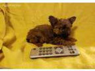 Chorkie Puppy for sale in Mansfield, TX, USA