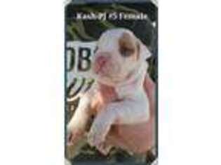 American Bulldog Puppy for sale in Parsons, TN, USA
