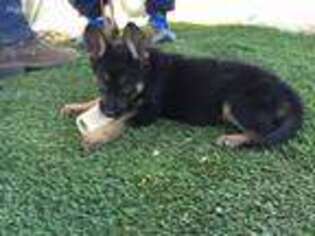 German Shepherd Dog Puppy for sale in Temecula, CA, USA