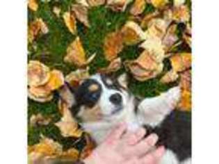 Pembroke Welsh Corgi Puppy for sale in Wasilla, AK, USA