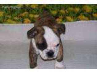 Bulldog Puppy for sale in Vernon Hill, VA, USA