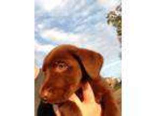Labrador Retriever Puppy for sale in Clover, SC, USA