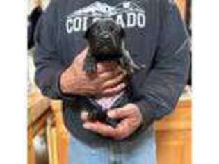 Dutch Shepherd Dog Puppy for sale in Colorado Springs, CO, USA