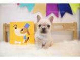 French Bulldog Puppy for sale in Palisades Park, NJ, USA