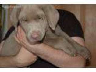 Labrador Retriever Puppy for sale in Grant City, MO, USA