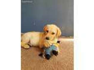 Labrador Retriever Puppy for sale in Williams, AZ, USA