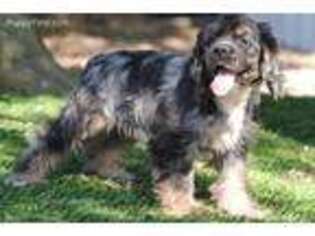 Cocker Spaniel Puppy for sale in Losantville, IN, USA