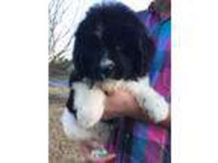 Newfoundland Puppy for sale in Dacula, GA, USA