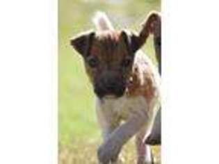 Jack Russell Terrier Puppy for sale in Riverside, CA, USA