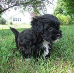Shih-Poo Puppy for sale in Sioux Falls, SD, USA