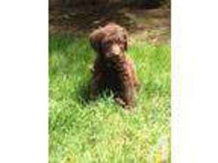 Australian Labradoodle Puppy for sale in WOODLAND, WA, USA
