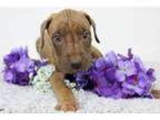 Great Dane Puppy for sale in Westminster, MD, USA