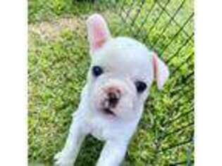 French Bulldog Puppy for sale in Parsons, TN, USA