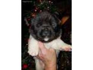 Akita Puppy for sale in Benton, PA, USA