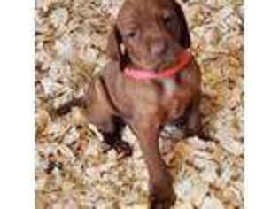 Vizsla Puppy for sale in North Dighton, MA, USA