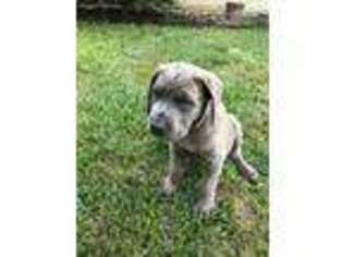 Cane Corso Puppy for sale in Little Rock, AR, USA