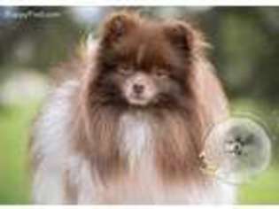 Pomeranian Puppy for sale in Cook, MN, USA
