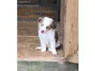 Miniature Australian Shepherd Puppy for sale in Cedar Grove, TN, USA
