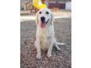 Golden Retriever Puppy for sale in Hemet, CA, USA