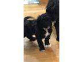 Portuguese Water Dog Puppy for sale in Parkersburg, WV, USA