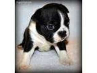 Boston Terrier Puppy for sale in Farmersville, TX, USA