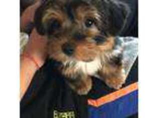 Yorkshire Terrier Puppy for sale in Lyndhurst, NJ, USA
