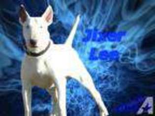 Bull Terrier Puppy for sale in DOVER, KY, USA