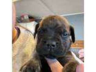 Bullmastiff Puppy for sale in Cassville, MO, USA