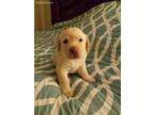 Labrador Retriever Puppy for sale in Huntington, IN, USA