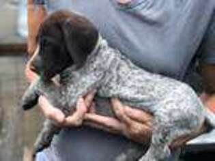 German Shorthaired Pointer Puppy for sale in Freeland, WA, USA