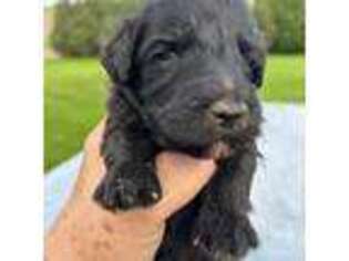Mutt Puppy for sale in Cody, WY, USA