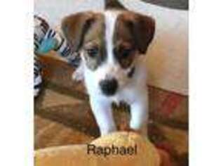 Jack Russell Terrier Puppy for sale in Mount Gilead, NC, USA