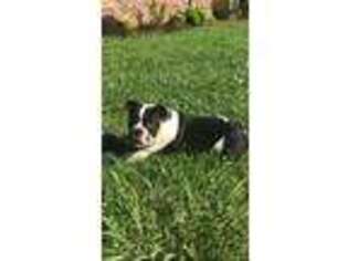 Bulldog Puppy for sale in Flat Lick, KY, USA