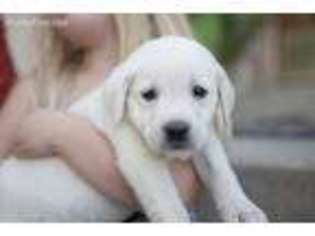 Labrador Retriever Puppy for sale in Lehi, UT, USA