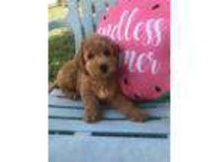 Goldendoodle Puppy for sale in Jupiter, FL, USA