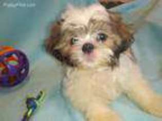 Mutt Puppy for sale in Pleasant Hill, OH, USA