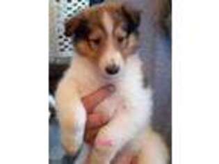 Collie Puppy for sale in Marshfield, MO, USA