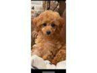 Goldendoodle Puppy for sale in Denton, TX, USA