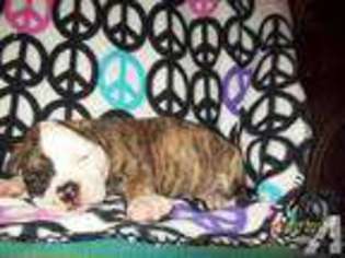 American Bulldog Puppy for sale in HUMBLE, TX, USA