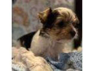 Yorkshire Terrier Puppy for sale in Gonzales, LA, USA