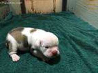 Bulldog Puppy for sale in Cordell, OK, USA