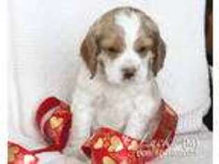 Cocker Spaniel Puppy for sale in Millmont, PA, USA
