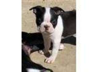 Boston Terrier Puppy for sale in Greenville, TX, USA