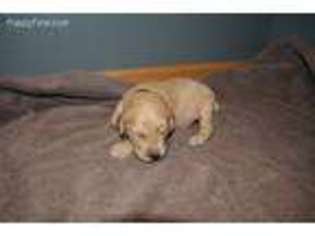Golden Retriever Puppy for sale in Hanley Falls, MN, USA