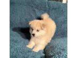 Pomeranian Puppy for sale in Southampton, NY, USA