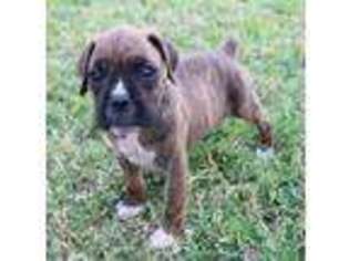 Boxer Puppy for sale in Bangs, TX, USA