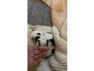 Yorkshire Terrier Puppy for sale in Breckenridge, TX, USA