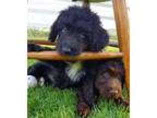 Labradoodle Puppy for sale in Granger, WA, USA
