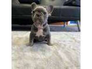 French Bulldog Puppy for sale in Cleveland, OH, USA